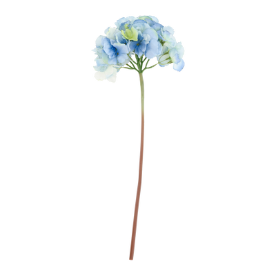 Hydrangea Fleur